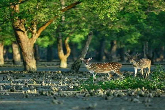 তিন মাস পর দুয়ার খুলছে সুন্দরবনের, চলছে বনজীবীদের প্রস্তুতি