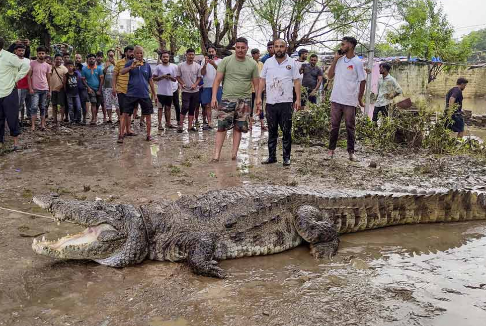 বন্যার পর আতঙ্ক, গুজরাটে বাড়িতে ঢুকে পড়ছে কুমির