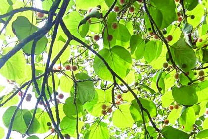 কৌতূহল কেলি কদমে