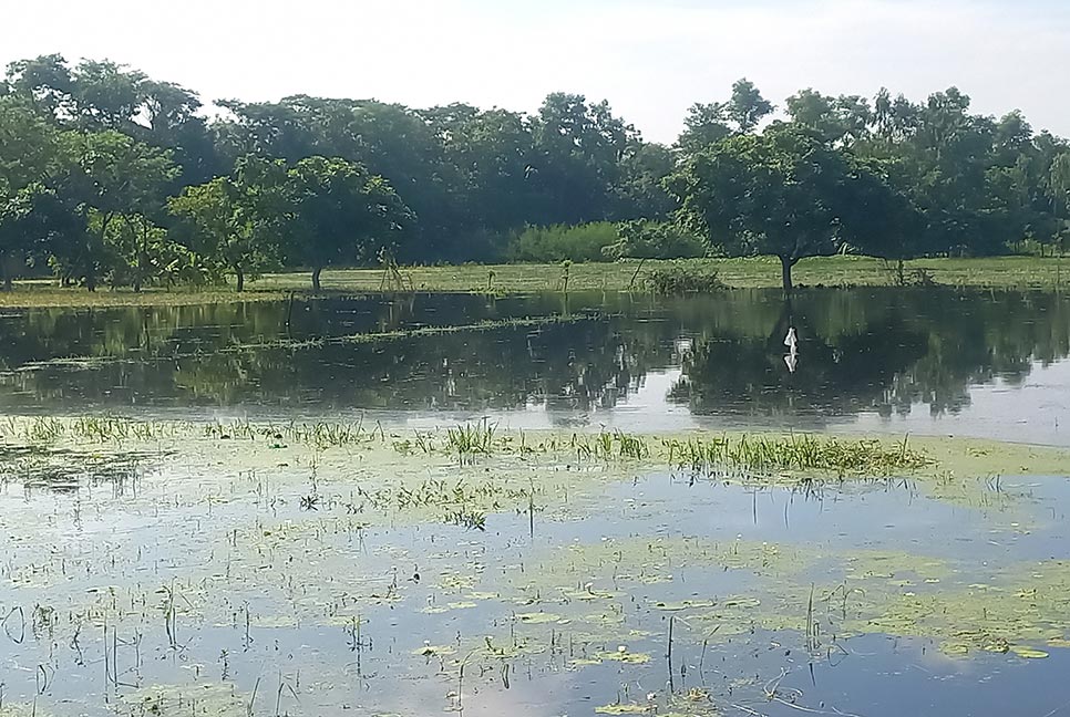 চাঁদপুরে জলাবদ্ধতায় প্রায় সাড়ে ৬ কোটি টাকার ফসলের ক্ষতি