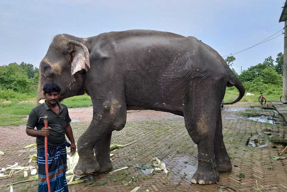 উপদেষ্টার নির্দেশে উদ্ধার হাতিটির জায়গা হলো সাফারি পার্কে