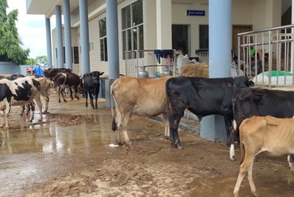 রেল স্টেশনে গবাদি পশু রাখতে পেরে খুশি খামারিরা