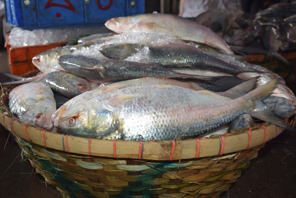 ইলিশের চাহিদার তুলনায় সরবরাহ কম, দাম চড়া

