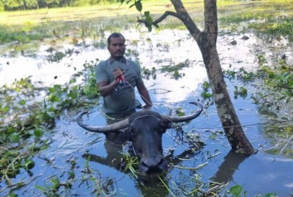 বন্যার পানিতে মহিষের পিঠে চড়ে ঘুরে বেড়ান ইয়াছিন