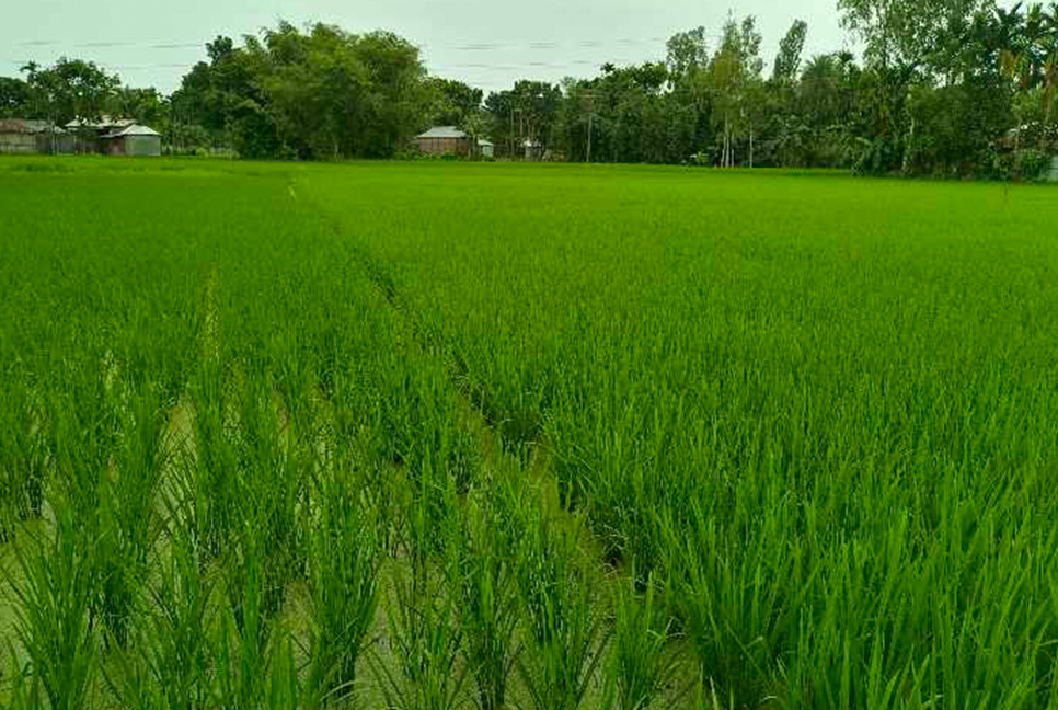 বৃষ্টিতে স্বস্তি আমন চাষিদের মনে