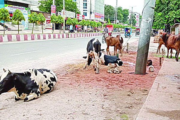 গরু শুয়ে থাকে ব্যস্ত সড়কে