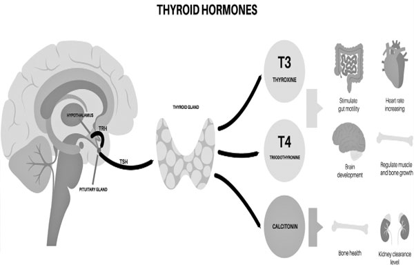 থাইরয়েড হরমোনের সাতকাহন