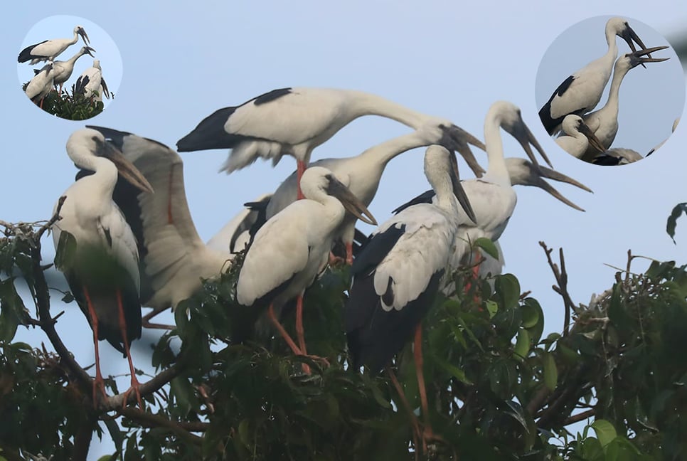 শামুকখোল পাখির ডানায় ভর করেছে ‘শুভ্র শরৎ’