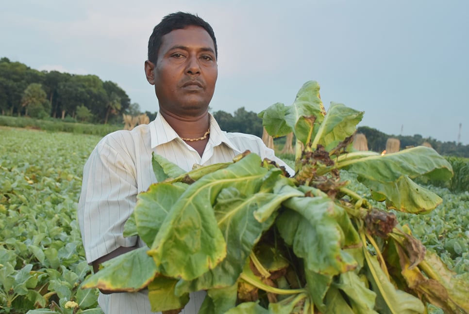 বালিয়াকান্দির ফুলকপি ক্ষেতে পচন রোগ, দিশেহারা কৃষক