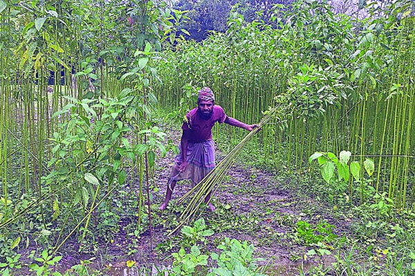 পাট চাষে সুদিন কৃষকদের