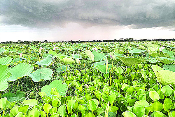 পদ্মবিলে পর্যটকের হাতছানি