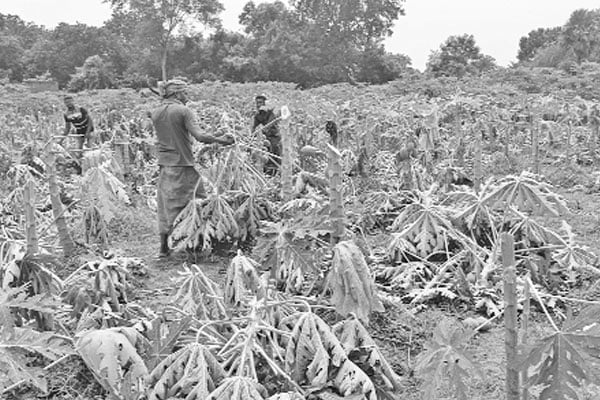 ১০০০ পেঁপে গাছ কর্তন