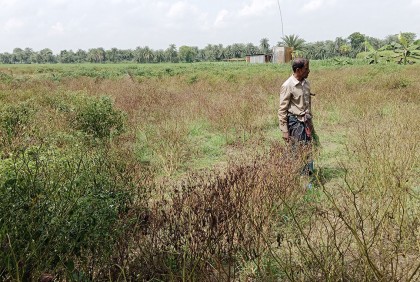 ঝিনাইদহে বৈরী আবহাওয়ার প্রভাব ফসলের মাঠে

