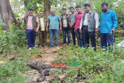 মিরসরাইয়ে ১৩ ফুট অজগর অবমুক্ত