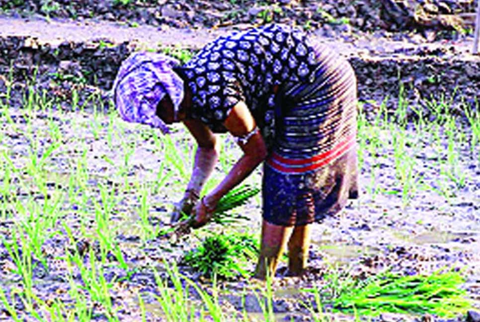 পাহাড়ে কৃষিতে স্বপ্ন বুনছেন বানভাসিরা