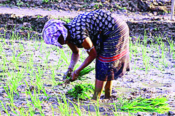 পাহাড়ে কৃষিতে স্বপ্ন বুনছেন বানভাসিরা