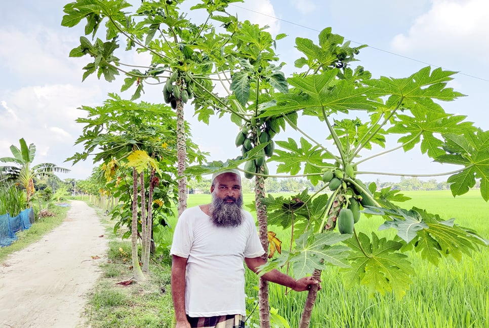 পরিত্যক্ত জমিতে পেঁপে চাষ