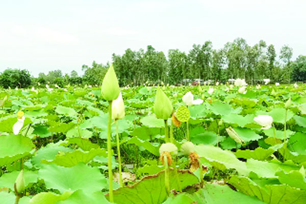 শাপলা-পদ্ম ফুলে ভরে উঠেছে বাফলা বিল