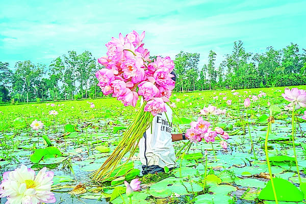 পদ্মবিলে অপার সৌন্দর্য