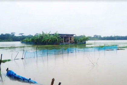 ভারী বর্ষণে মোরেলগঞ্জে ডুবে গেছে ৩ শতাধিক মৎস্য ঘের