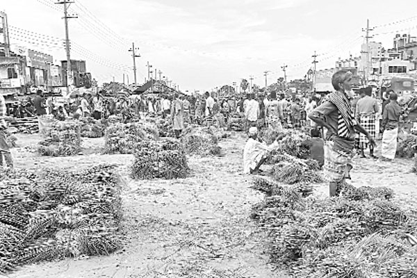 জমজমাট ধানের চারা বিক্রির হাট