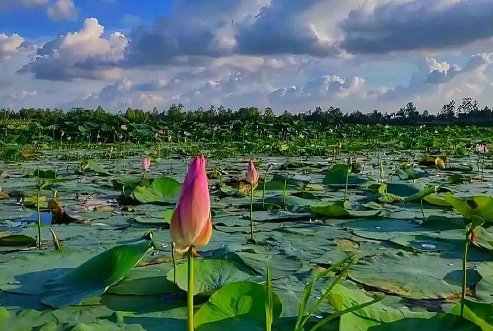 গোলাপি রঙের পদ্মফুল মুগ্ধতা ছড়াচ্ছে