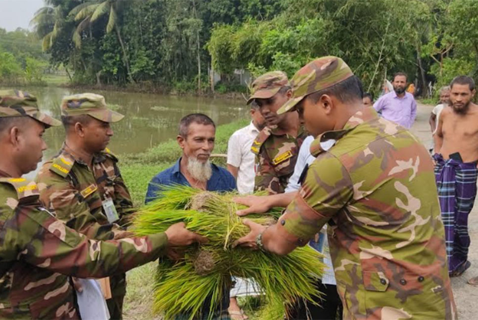 লক্ষ্মীপুরে কৃষকদের মাঝে আমন ধানের চারা বিতরণ