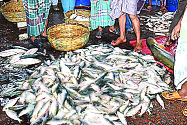 নদীতে ইলিশ ধরা পড়লেও বাজারে দাম কমছে না