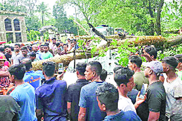 চলন্ত মাইক্রোবাসের ওপর পড়ল গাছ