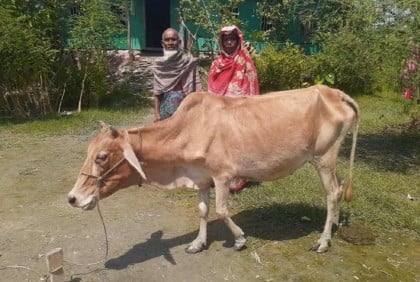 কিস্তির টাকা পরিশোধ করে গাভি ফেরত পেলেন কৃষক