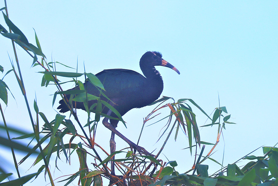 প্রজনন ঋতুর সময় অদ্ভুত ডাকের পাখি কাস্তেচরা