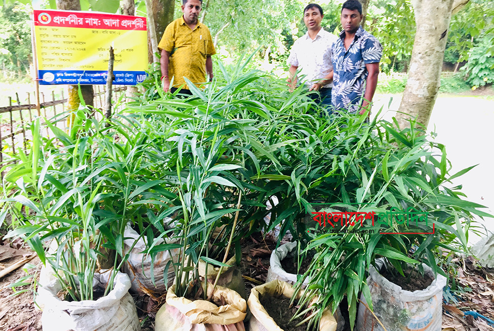 পুকুর পাড়ে বস্তায় আদা চাষে সাফল্য