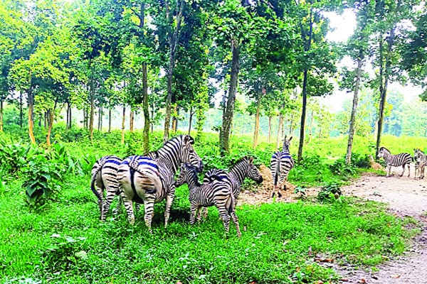 সাফারি পার্কে জেব্রা পরিবারে নতুন দুই অতিথি