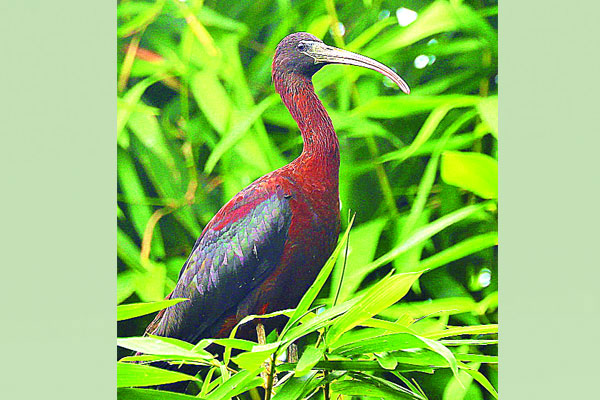 অদ্ভুত ডাকের পাখি কাস্তেচরা