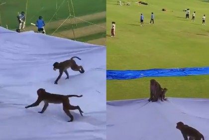 ভারত-বাংলাদেশ টেস্টে বানর তাড়াতে ভাড়া করা হল যাদের