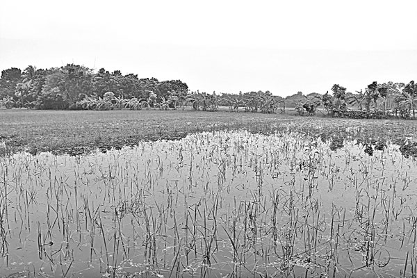 জলাবদ্ধতায় সর্বনাশ সহস্রাধিক কৃষকের