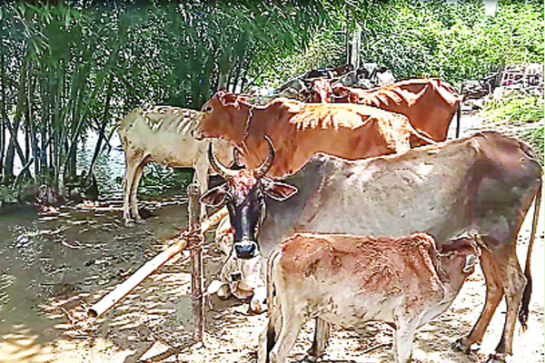 অসময়ে তিস্তাপাড়ে বন্যার শঙ্কা