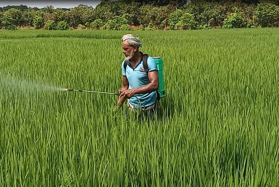 চাঁপাইনবাবগঞ্জে লক্ষ্যমাত্রার অতিরিক্ত জমিতে রোপা আমন চাষ