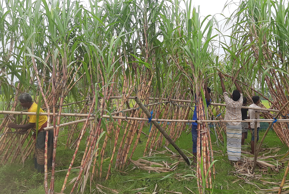 ফিলিপাইনের আখ চাষে সফল সিংড়ার সাগর

