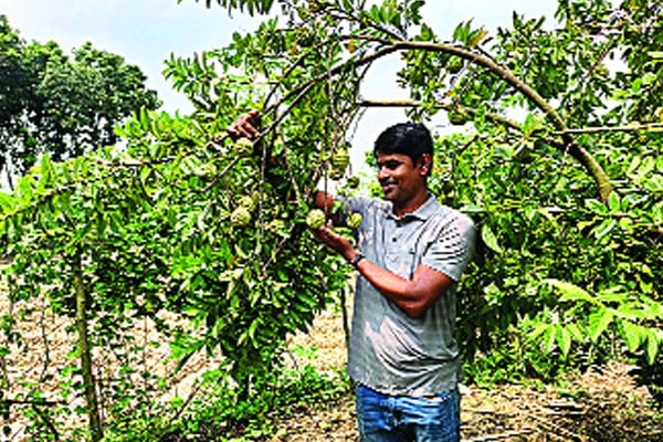 বারোমাসি শরিফা