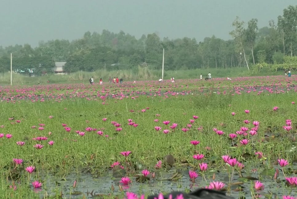 লাল শাপলার সৌন্দর্যের লীলাভূমি