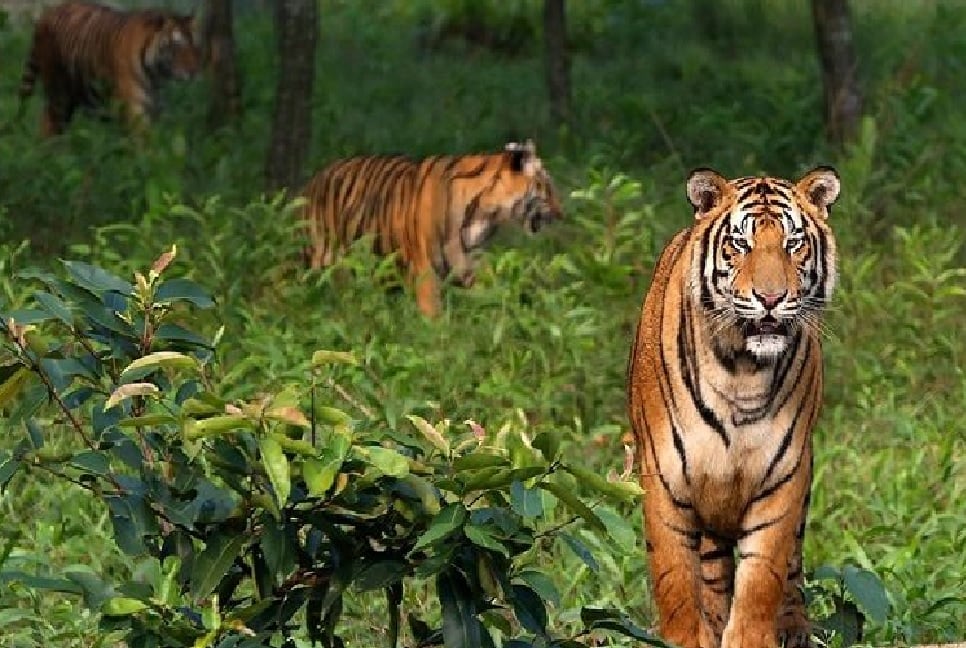 সুন্দরবনে বাঘশুমারি শেষ, সংখ্যা জানা যাবে ৮ অক্টোবর