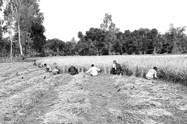 আগুর ধানের মঙ্গা জয়