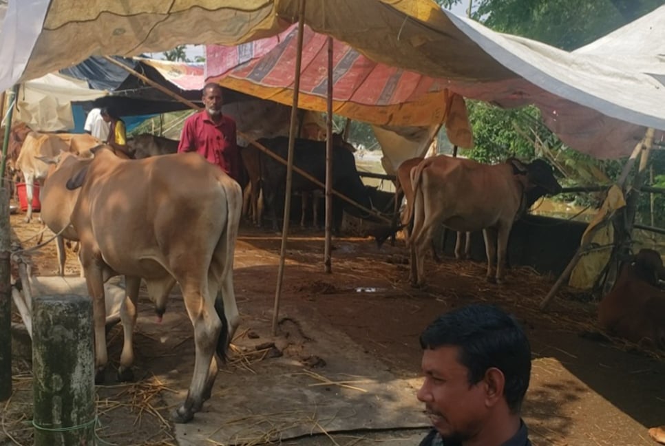 নালিতাবাড়ীতে গবাদিপশু নিয়ে বিপাকে বন্যার্তরা