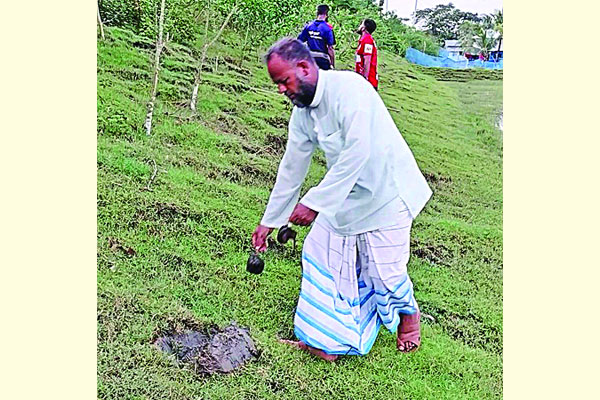 তাল বীজ রোপণ