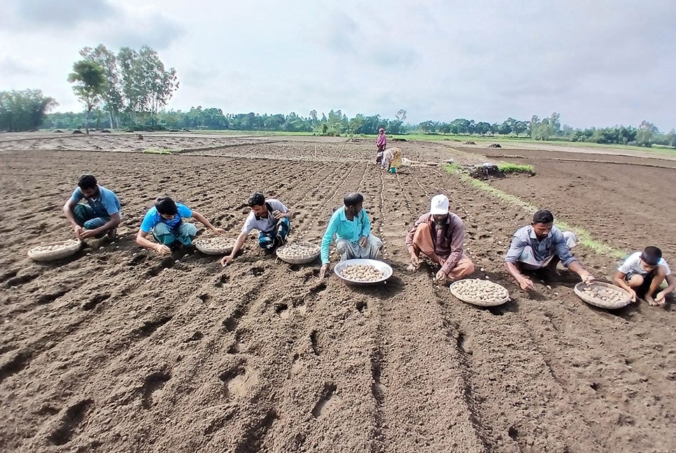 আগাম আলু চাষে ব্যস্ত কৃষক