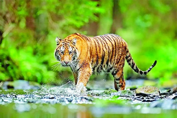 বাঘ বেড়েছে সুন্দরবনে