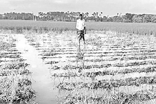 অতিবৃষ্টিতে ফসলের ব্যাপক ক্ষতি