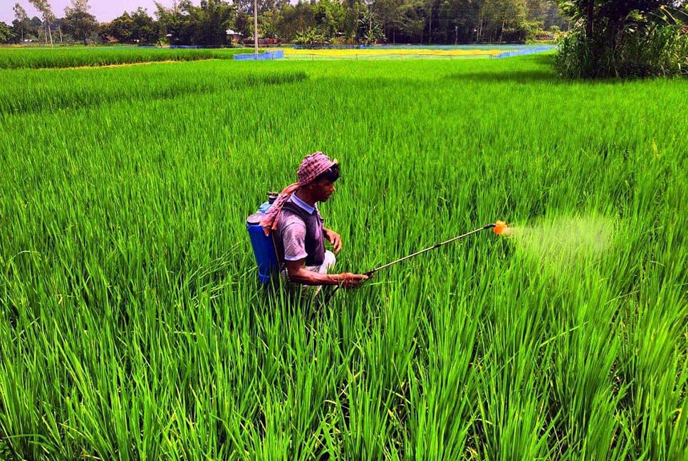 রোপা আমনের পাতায় উঁকি দিচ্ছে কৃষকের স্বপ্ন