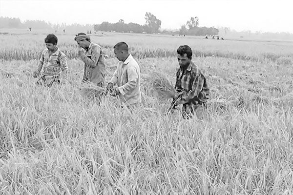 আগাম জাতের ধান কাটা-মাড়াইয়ে কৃষকের হাসির ঝিলিক